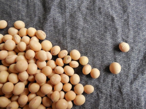 soybeans-182295_1280